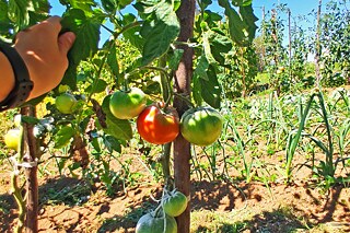 Tomaten und Frühlingszwiebeln