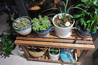 Pflanzen ist auf dem Balkon