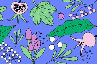 Verschiedene winterliche Pflanzen auf einem lilanen Hintergrund