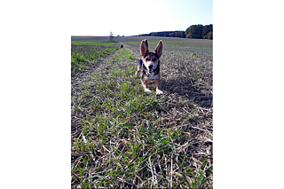 Großartiger Springer von Blanka Agnieszka B. aus Polen_© Blanka Agnieszka B.