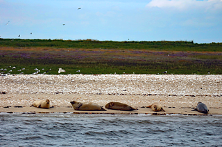 Robben am Strand