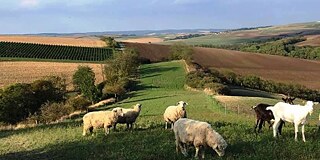Wiese in Tschechien mit Schafherde