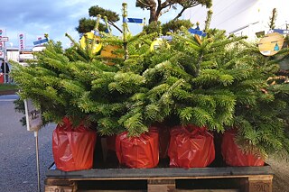 Weihnachtsbaum im Topf