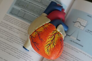 Digitales PASCH-Alumni-Treffen für Medizinstudierende in der Türkei Robina Weermeijer © Unsplash Herzmodell auf einem aufgeklappten Buch